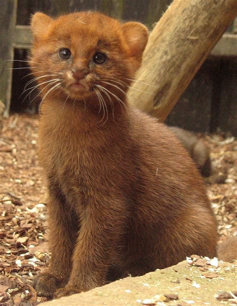 This innocent looking jaguarundi kit. : r/aww