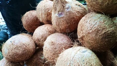 Coconut (niyog) from Quezon Province Philippines Stock Photo - Image of coconuts, agricultural ...