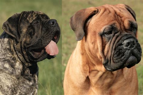 How Many Types Of Bullmastiffs Are There