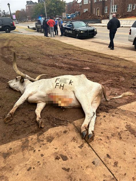 Dead Longhorn at OSU Frat House