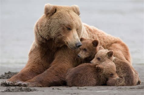 Le Grizzly, Grizzly Bears, Photo Ours, Katmai National Park, Mother Bears, Momma Bear, Bear ...