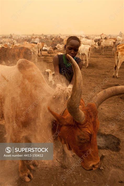 Nuer Cattle Camp in the Tioch Southern Sudan - SuperStock