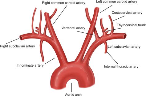 subclavian artery - Yahoo 圖片搜尋結果 | Subclavian artery, Arteries ...