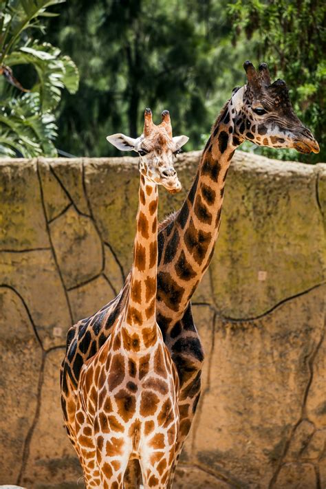 brown and black giraffe on brown wooden fence photo – Free Melbourne виктория Image on Unsplash