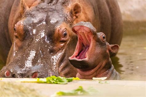 Dallas Zoo Welcomes Baby Hippo: 'We Are Thrilled'