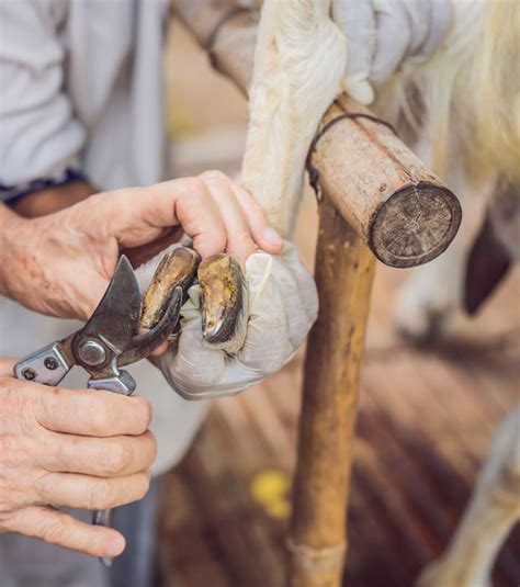 A beginner's guide to hoof trimming: How to keep your cattle, sheep, and goats limp-free