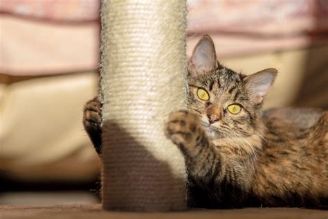 How To Prevent Cat Scratching Furniture | Storables