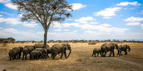 Top 10 Tanzania National Parks & Reserves (The Ultimate Tanzania Safari)