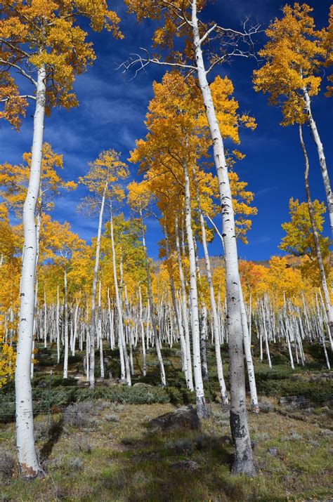 Poplar | Genus, Description, Major Species, & Facts | Britannica