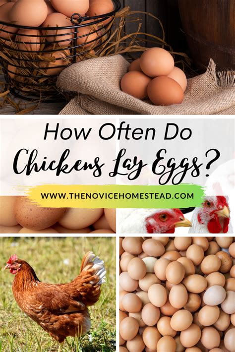 How Often Do Chickens Lay Eggs? - The Novice Homestead