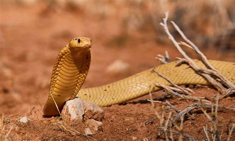 20 Surprising Facts About Cape Cobra - Facts.net