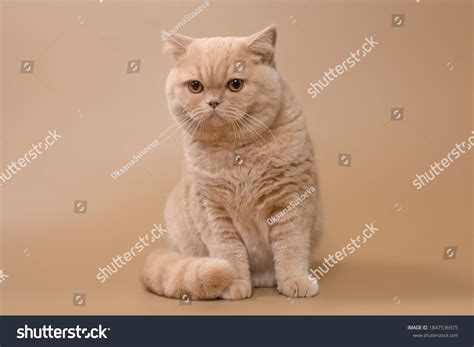 8,795 Cream Color Cat Images, Stock Photos & Vectors | Shutterstock