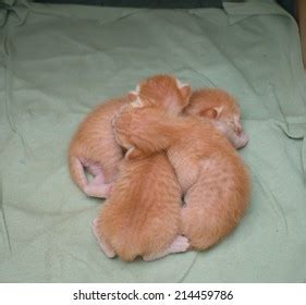 Baby Cats Sleeping Stock Photo 214459786 | Shutterstock