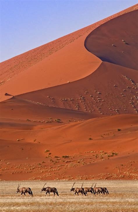 Life in the desert ~ Oryx, Namib-Naukluft National Park, Namibia. Photo: Konstantinos ...