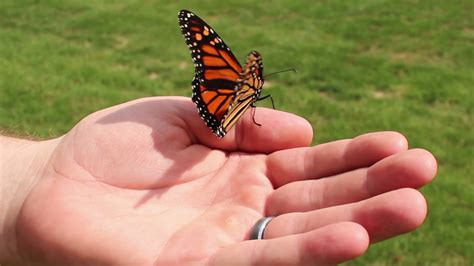 Monarch Butterfly in Hand Detail Stock Video Footage 00:10 SBV-300231470 - Storyblocks