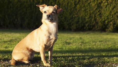 Chiweenie Dog Breed Information, Images, Characteristics, Health