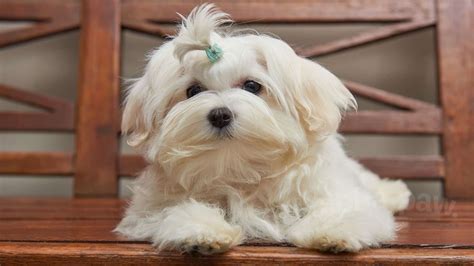 38+ Maltese Mix Breeds