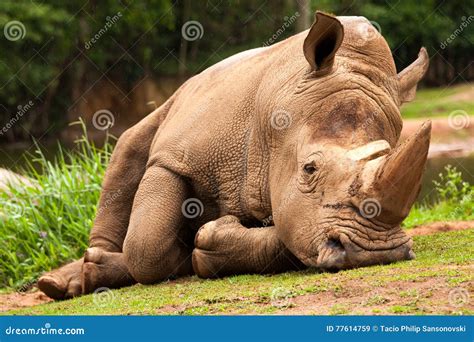 White Rhinoceros stock image. Image of rare, ceratotherium - 77614759