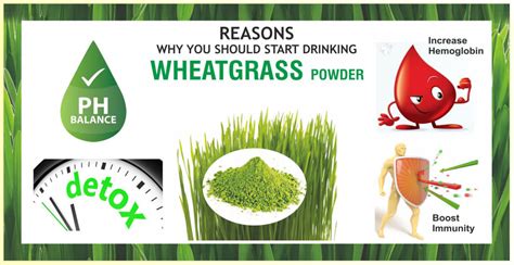 Wheatgrass Powder Benefits | Girmes Wheatgrass