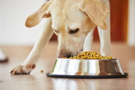 FDA names 16 brands of dog food linked to canine heart disease