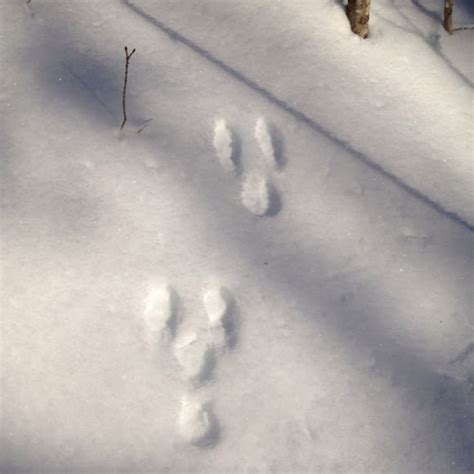 Snowshoe Hare tracks | Project Noah