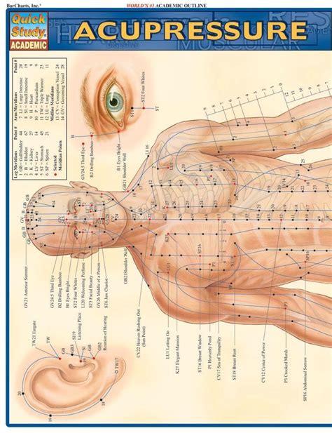 Printable Acupressure Points Chart