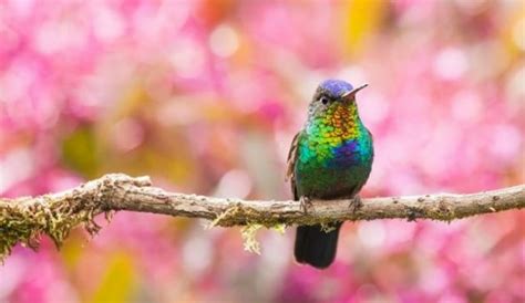 The Dazzling Colored Feathers of the Hummingbird