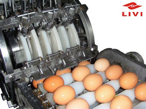 Egg Processing Equipment - Livi Poultry Farming Equipment