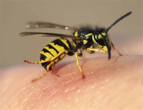 When Nature Attacks: How to Prevent and Treat Bee, Wasp or Hornet Stings | Freedom Pest Control