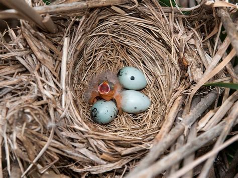 Red-winged Blackbird Migration: A Complete Guide | Birdfact