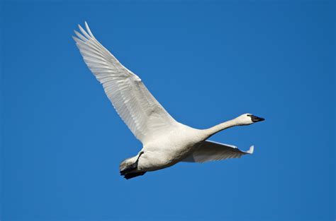 Tundra Swan - Pentax User Photo Gallery