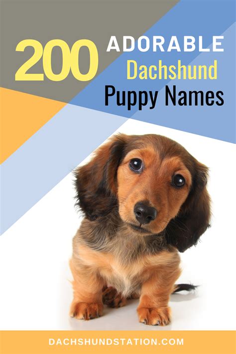 Top Unique Dachshund Names [2020]- Dachshund Station | Brindle dachshund, Puppy names, Dapple ...