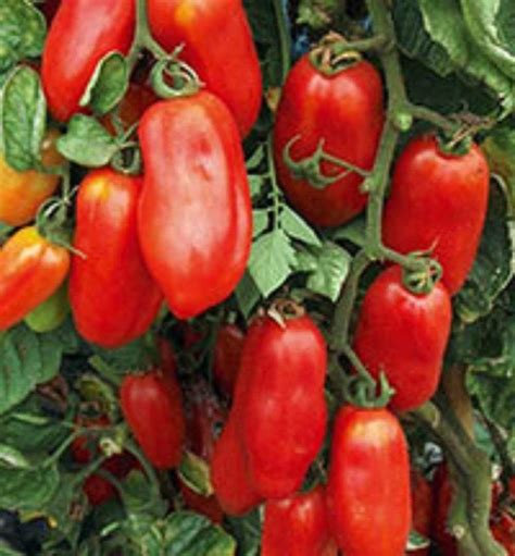 Amazon.com : San Marzano Redorta Tomato Seeds - heirloom variety from ...