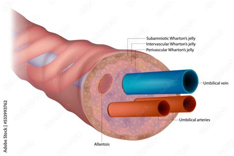 The anatomy of the umbilical cord. Cross-sectional diagram of human ...