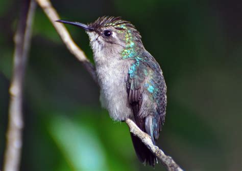 Female Bee Hummingbird | bbumgardner | Flickr