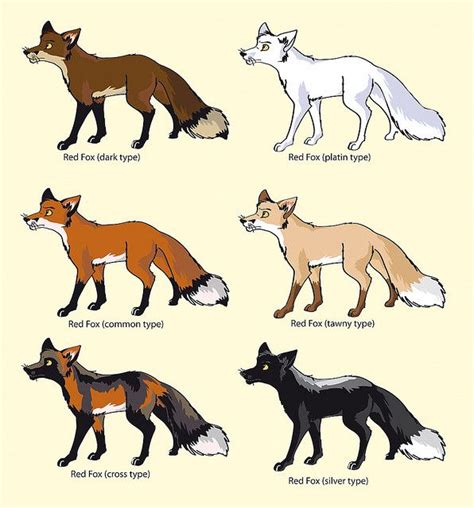 colour-variations of the "red" fox; vulpes vulpes | Fox breeds, Pet fox, Pretty animals