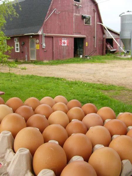 Farm Fresh Eggs | Free stock photos - Rgbstock - Free stock images ...