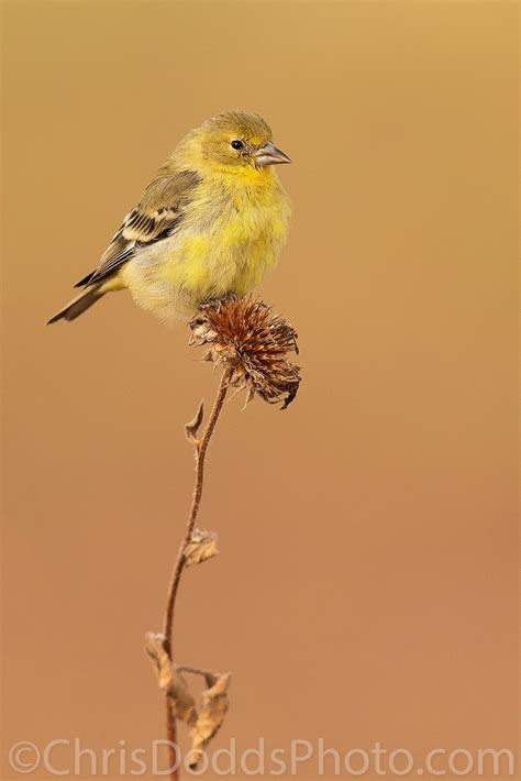 Lesser Goldfinch — Nature Photography Blog