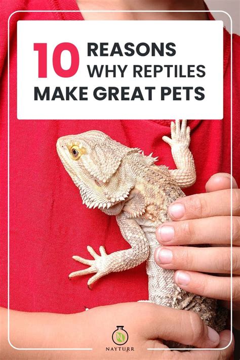 10 Reasons Why Reptiles Make Great Pets – Nayturr