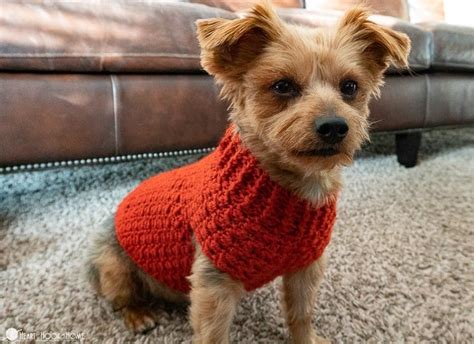 All Free Crochet Dog Sweater Pattern - Amelia's Crochet