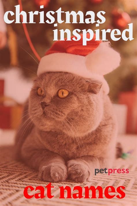 Top 100+ Cat Names Inspired by Christmas | Cat names, Cute cat names, Cat holidays