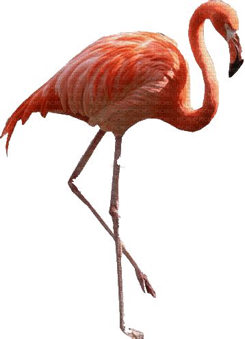 flaming bird png pink, flamingo , bird , pink , summer , deco , animaux , animal - Free PNG - PicMix