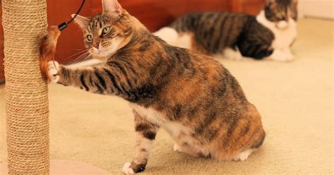 Senior Cat Health Problems: How to Keep Your Senior Cat Active | PetGuide