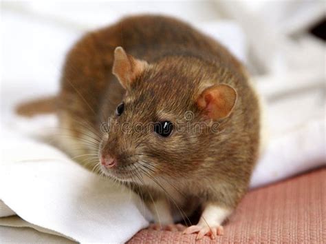 Pet rat. Female brown pet rat posing , #Ad, #Female, #rat, #Pet, # ...