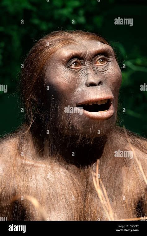Australopithecus Afarensis