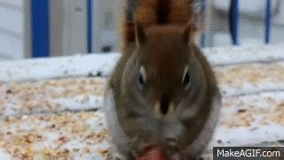 Funny Squirrel Eating A Nut on Make a GIF