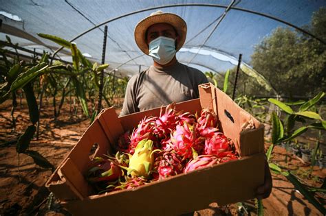 Pitaya harvest in Gaza – Middle East Monitor