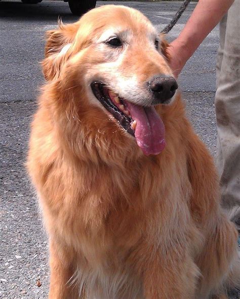 Golden Retriever Puppies Virginia Rescue / Golden Retriever Puppies For ...