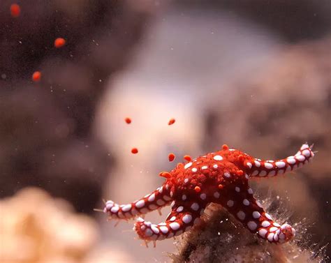 Do Starfish Lay Eggs? (Explained) - Bubbly Diver