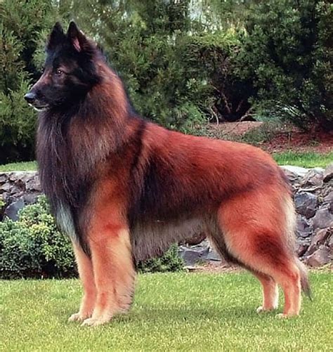 Tervuren: Sometimes classified as a breed of its own; sometimes considered a Belgian Shepherd # ...